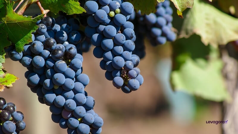 A uva Malbec como símbolo nacional