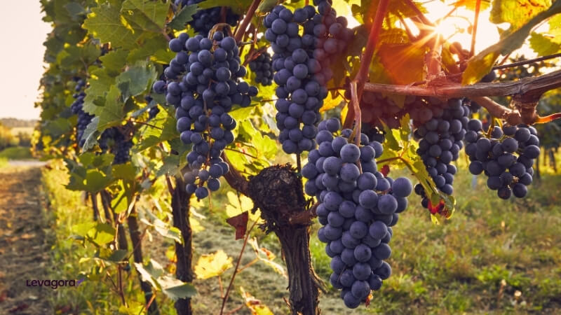 Carmenère