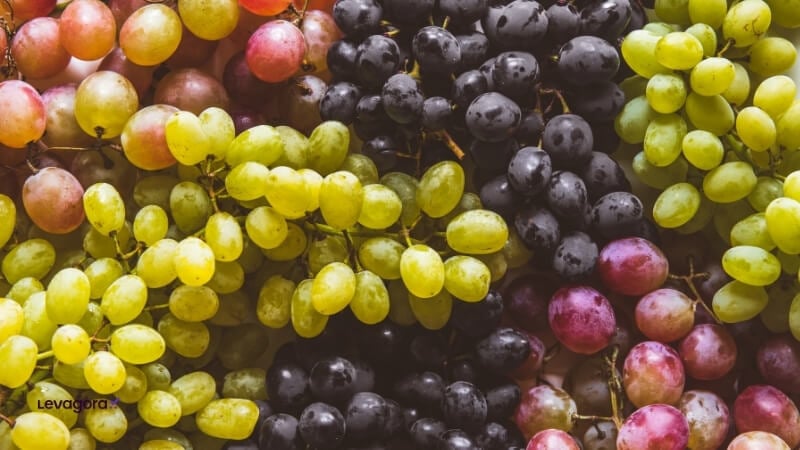 Principais tipos de uvas tintas e suas características