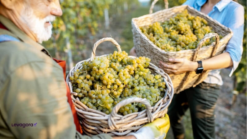 Riesling