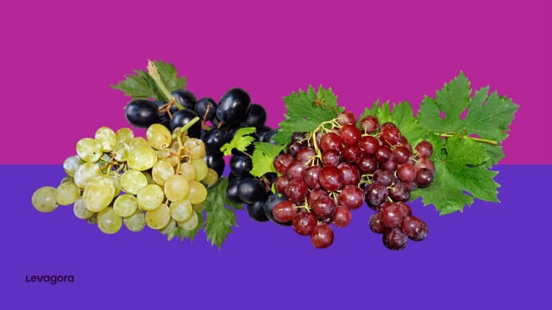 Tipos de uvas para vinho classificação geral