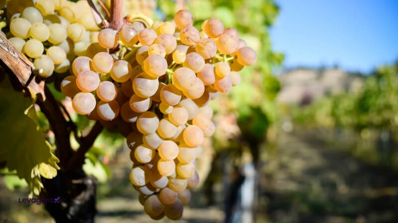 Viognier